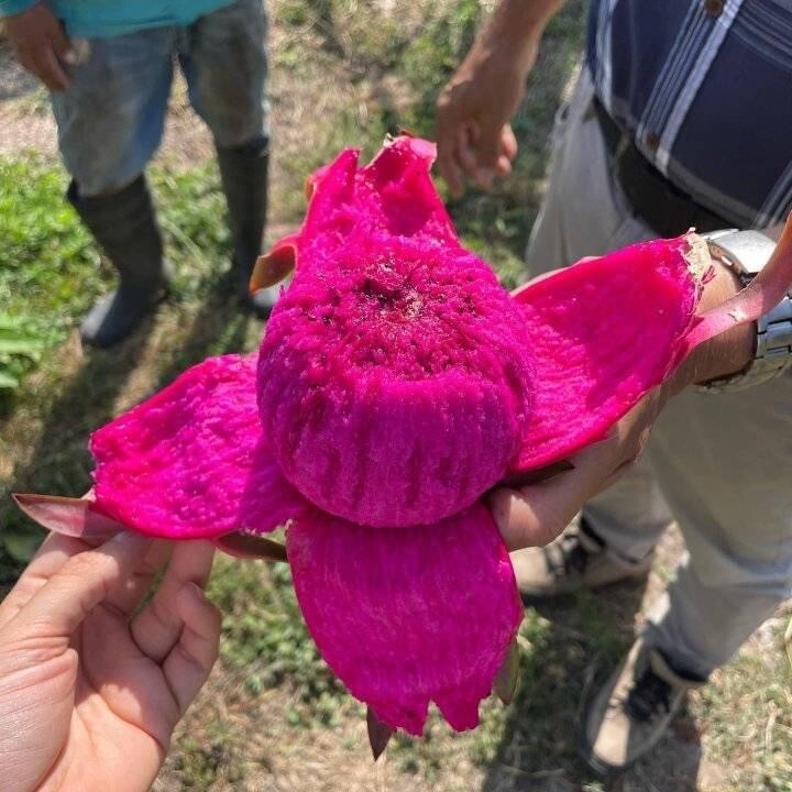 DRAGON FRUIT CUTTINGS - MULTIPLE VARIETIES 8-12 inches gallery