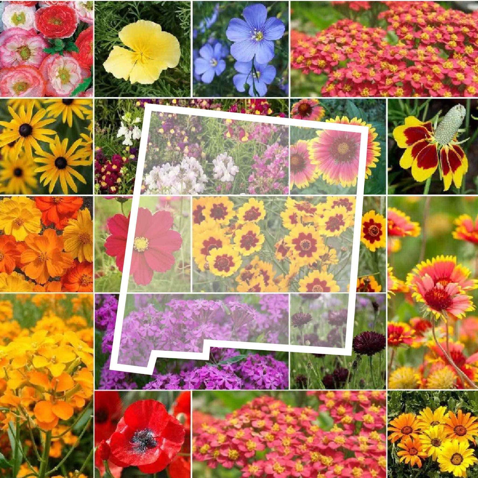 Wildflower NEW MEXICO State Flower Mix Perennials & Annuals Non-GMO 1000 Seeds! gallery