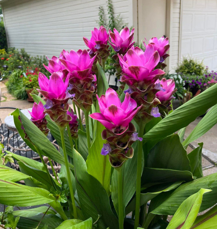 Curcuma Siam Shadow Plant - 3-6" Tall - Purple Pink Tropical Ginger Flower Ornam gallery