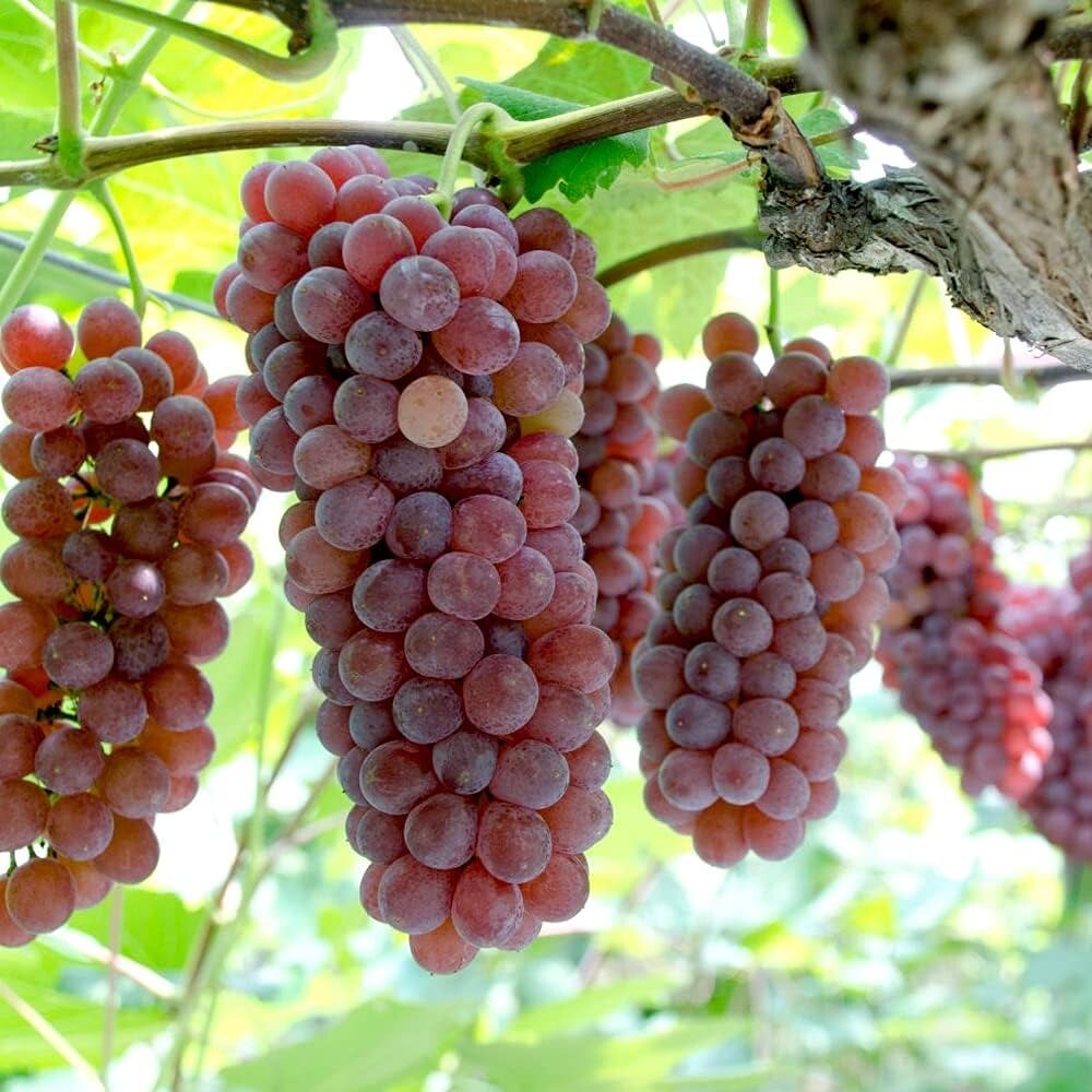 100++ Table Grape Seedss (Vitis vinifera) var. Delaware Grape