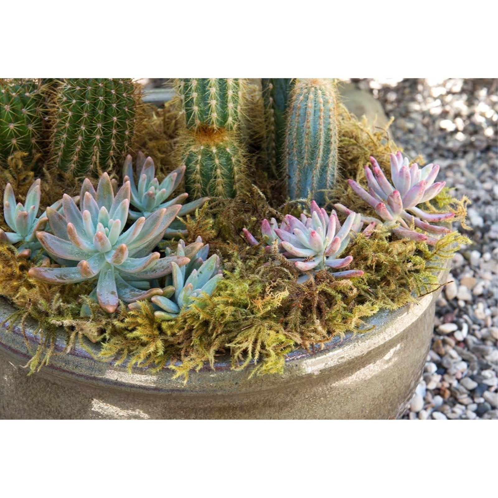 SuperMoss Forest Dried Decorative Moss for Potted Plants, Natural Green, 2.2oz gallery
