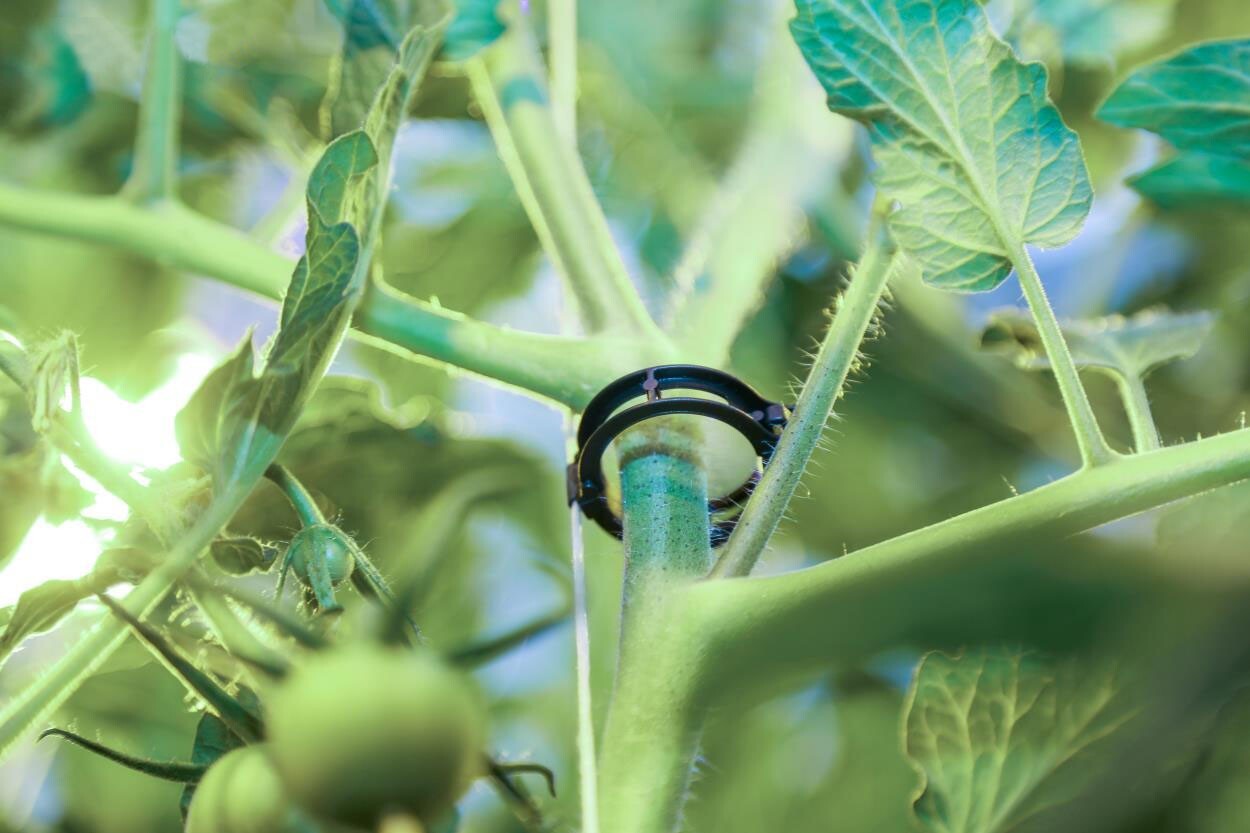 250 Black Tomato Clips 23 mm Trellis Support Vegetable Garden Plant Binder gallery