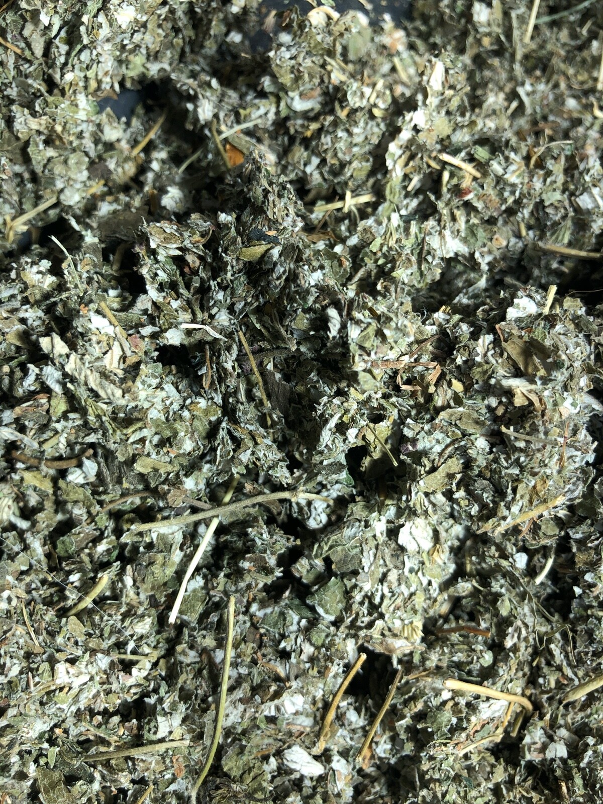 raspberry leaf organic botanical wild crafted bulk organic herbals gallery