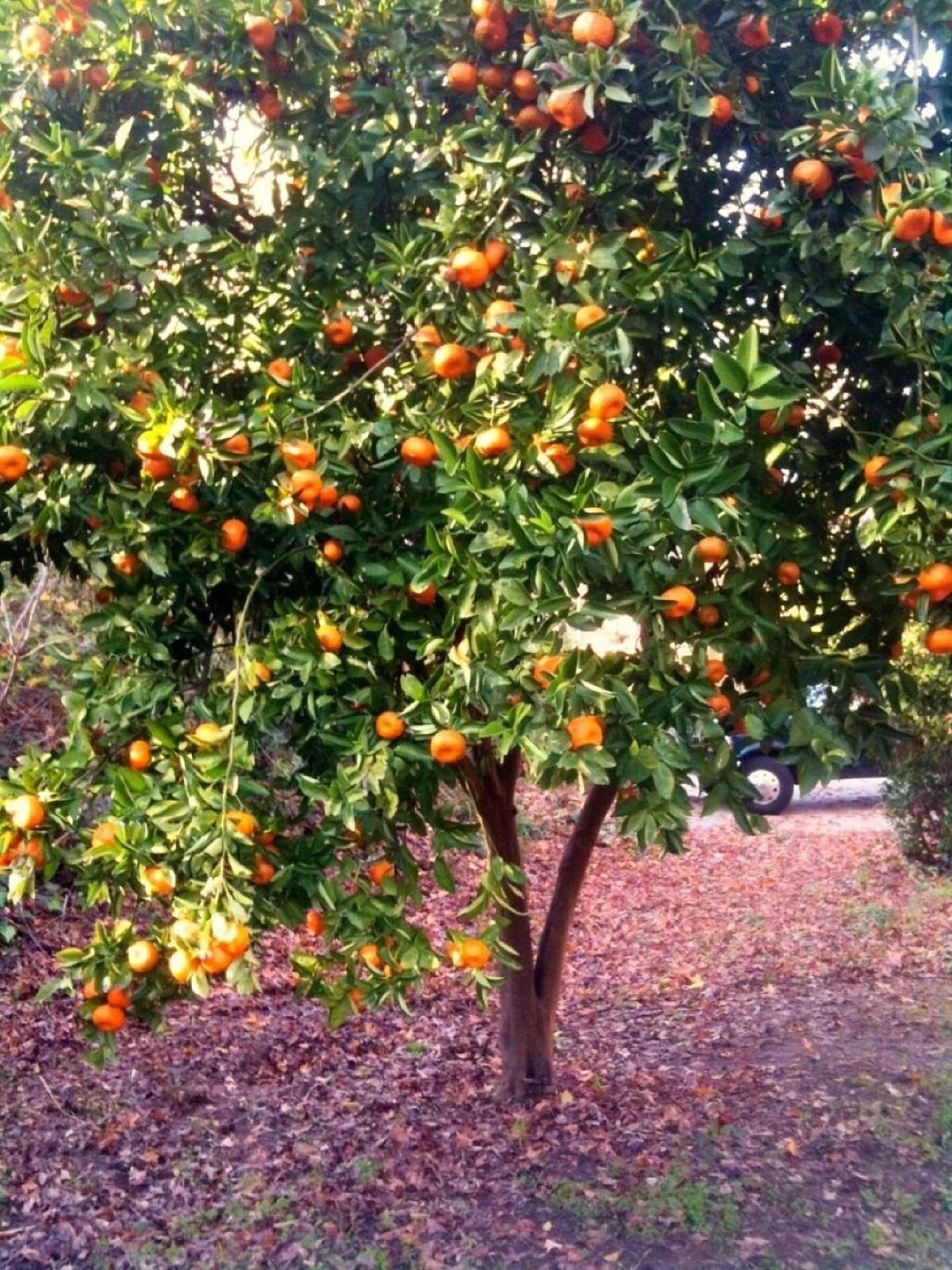 Dwarf Mandarin Orange Tree Organic {Citrus reticulata} 10 seeds Free Shipping! gallery