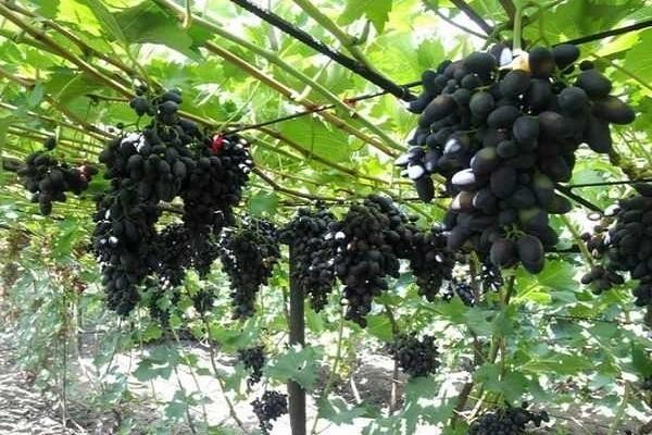 Lorano Grape Seedss 100 pcs (Vitis vinifera) Vines Table Grape gallery