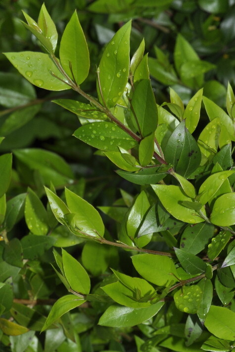 True White Sweet Myrtle (Myrtus communis L.) 25 Seeds (012) gallery