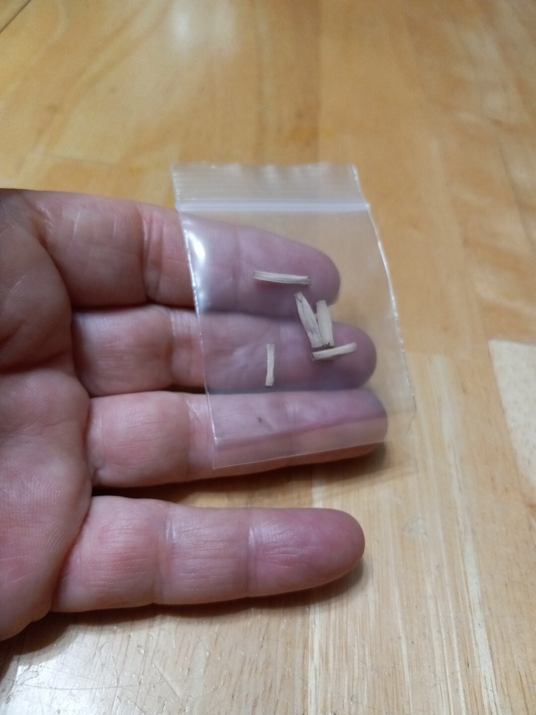Five Desert Rose (Adenium Obesum) Seeds Florida Grown gallery