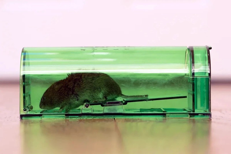 1, 2,4, 6-Humane Mouse Traps Live Catch & Release No Kill Rat Mice Trap Reusable gallery