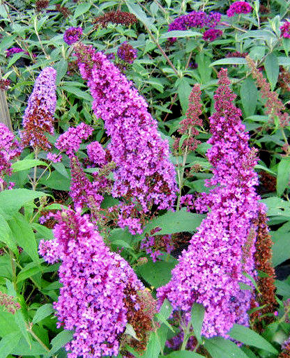BUTTERFLY BUSH LAVENDER, 310 SEEDS, BUDDLEIA DAVIDII,*beautifully scented*HARDY gallery