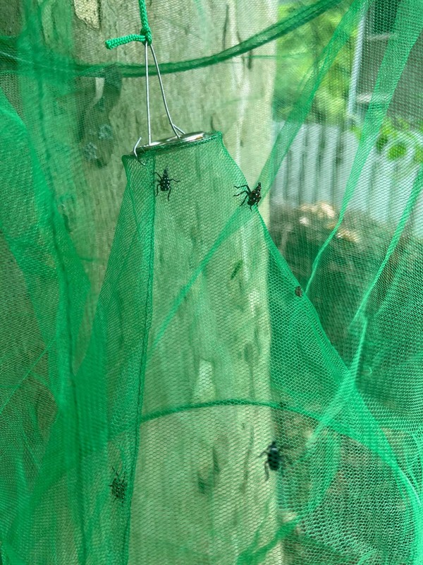 Spotted Lanternfly Mesh House Trap SLF. Simple and Effective Way to Catch Lan... gallery