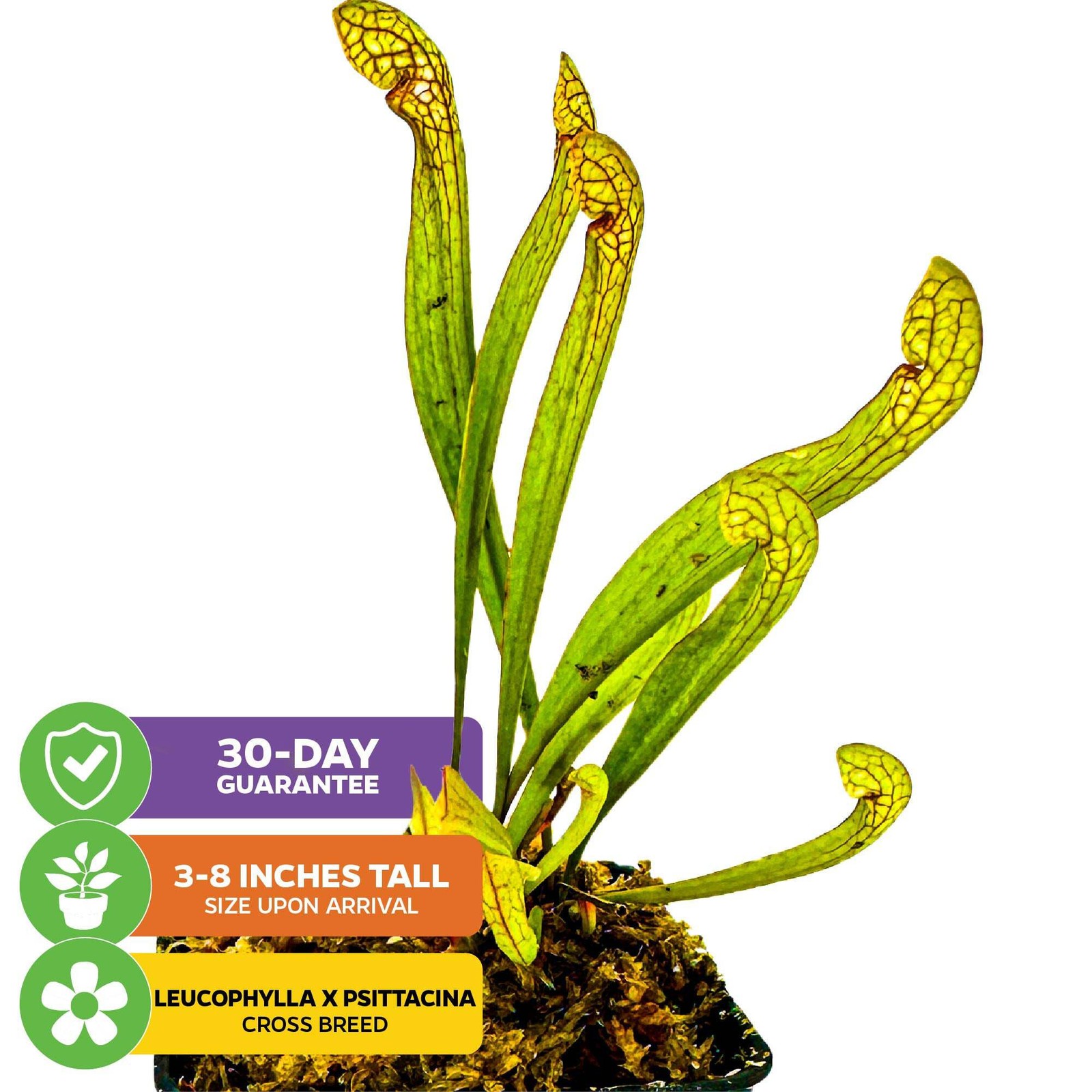 Scarlet Belle Carnivorous Pitcher Plant - Sarracenia - Wellspring Gardens Starte gallery