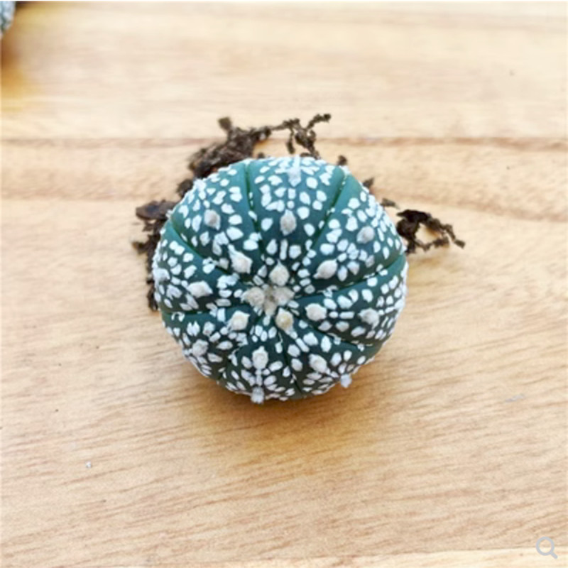 10PCS 3-4cm Astrophytum asterias RareSucculent cactus plant Garden gallery