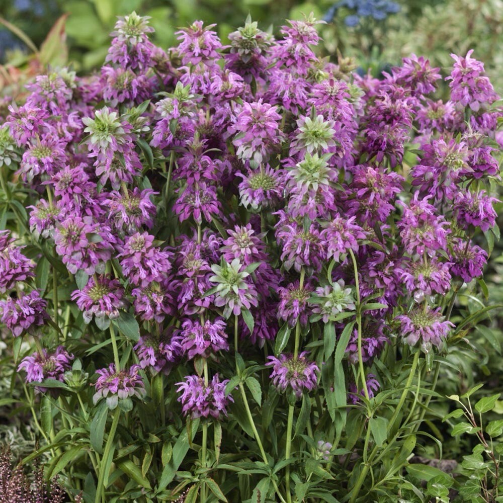 1000+ Monarda citriodora Seeds | Lemon Mint | Lemon Bee Balm , 1000 Seeds USA gallery