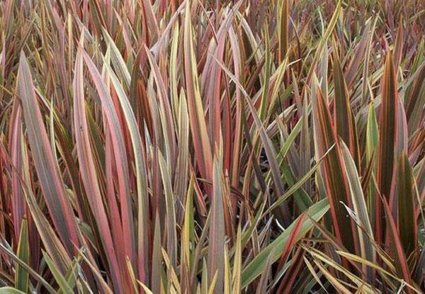 Phormium tenax | Rainbow Stripes | Flax | 20 Seeds gallery