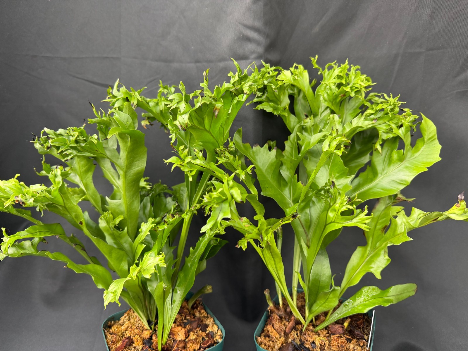 BIG POLYPODIUM 'CRESTATA' form tropical fern houseplant not staghorn platycerium gallery