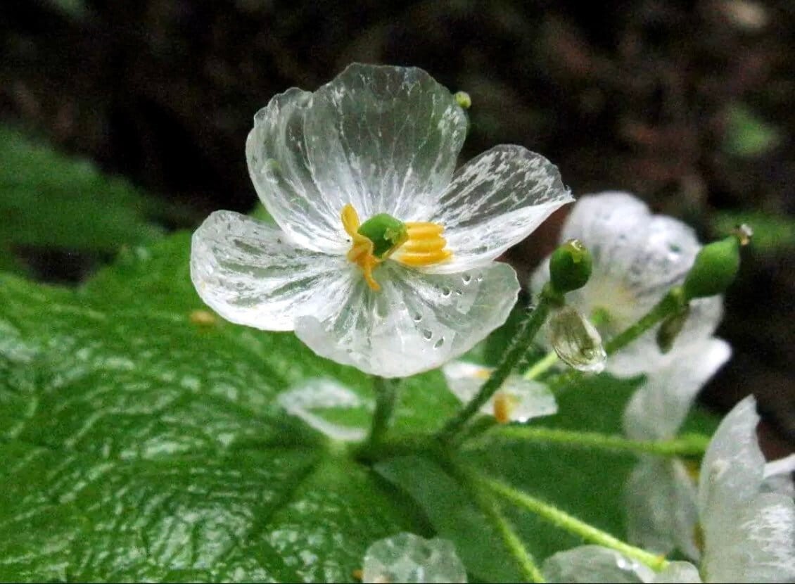 Skeleton Flower Seeds ~ Crystal ~ Gray’s Double-Leaf ~ Flowering ~ Rare gallery