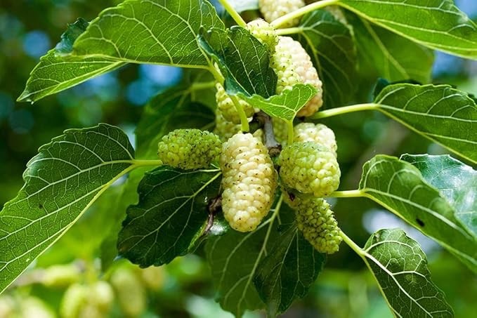 White Mulberry Tree Live Plants (Morus alba) – Sweet Edible Fruit Tree (3) gallery