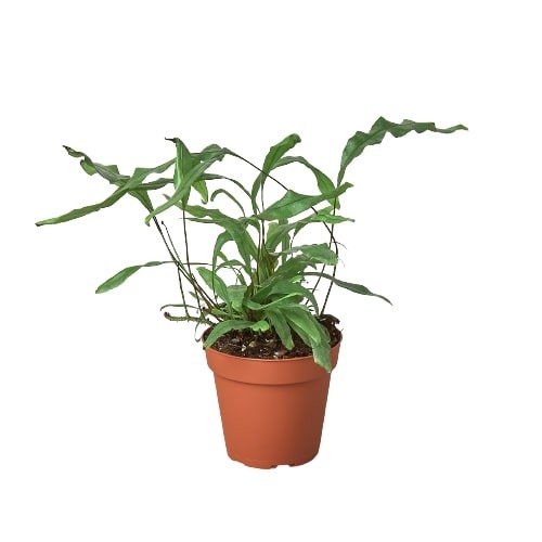 Fern 'Kangaroo Paw' gallery