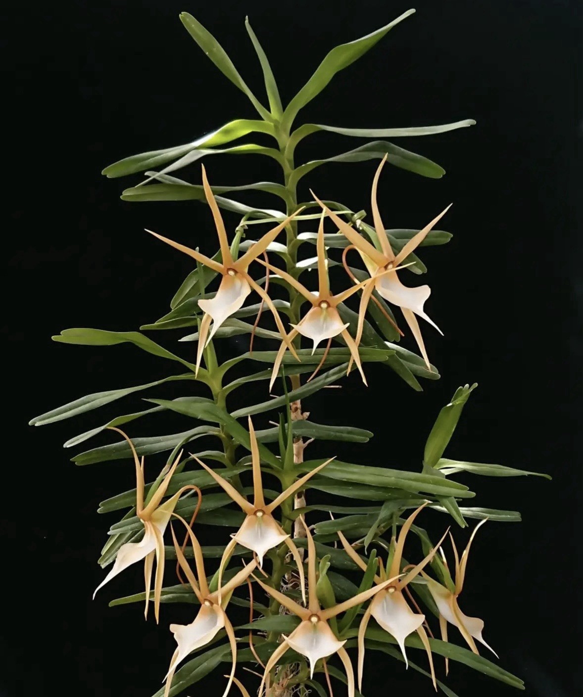 Angraecum viguieri Rare LARGE-Flowering FRAGRANT orchid Species Madagascar gallery