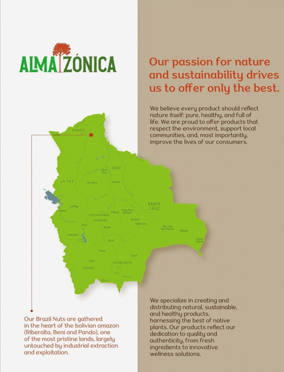 ALMA ZÓNICA Amazonian Raw Brazil Nuts | Unsalted, Whole | Premium Single-Origin gallery