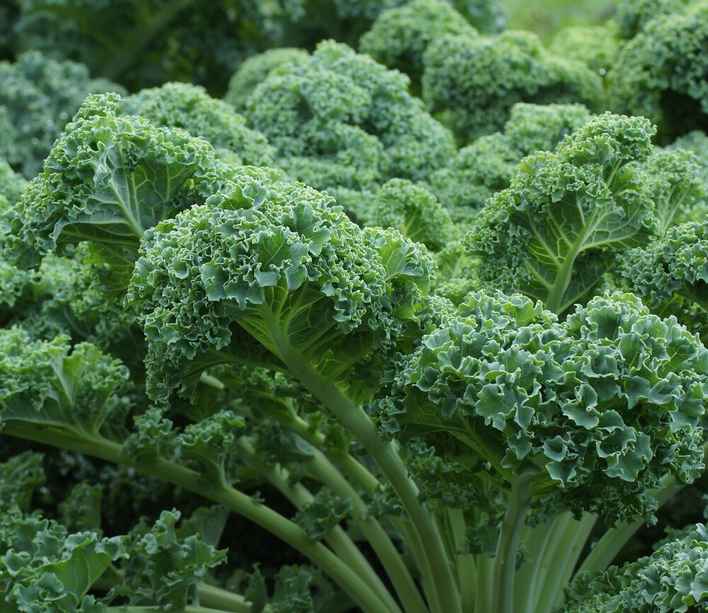 Dwarf Blue Curled Scotch Kale Seeds | Heirloom | Non-GMO | Fresh Garden Seeds gallery