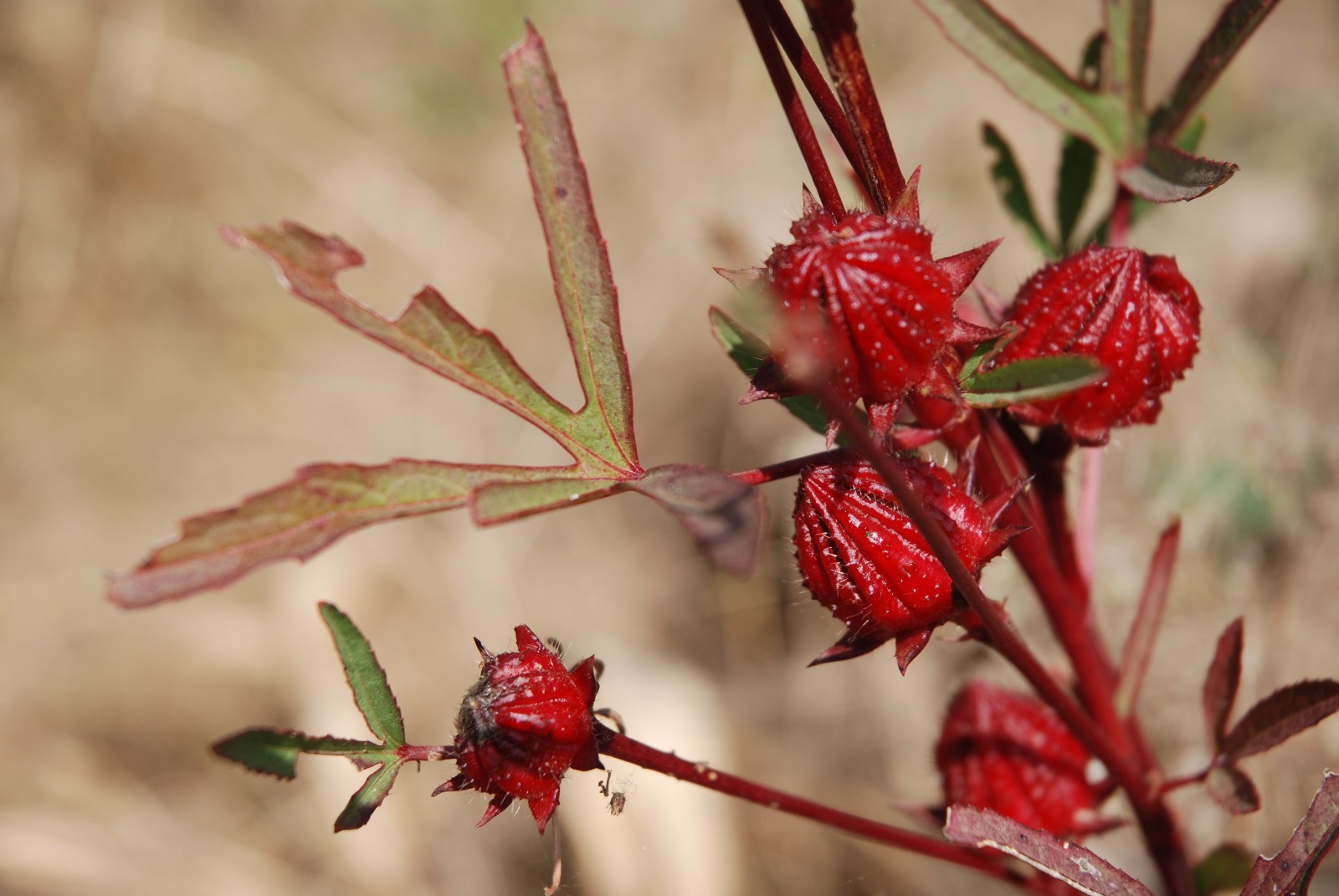Hibiscus sabdariffa RED HIBISCUS Seeds! gallery