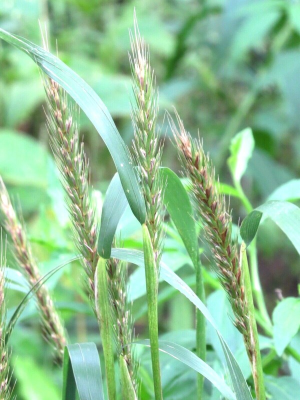 500+VIRGINIA EASTERN WILD RYE Grass Seeds Native Prairie Bunchgrass Spring Fall gallery