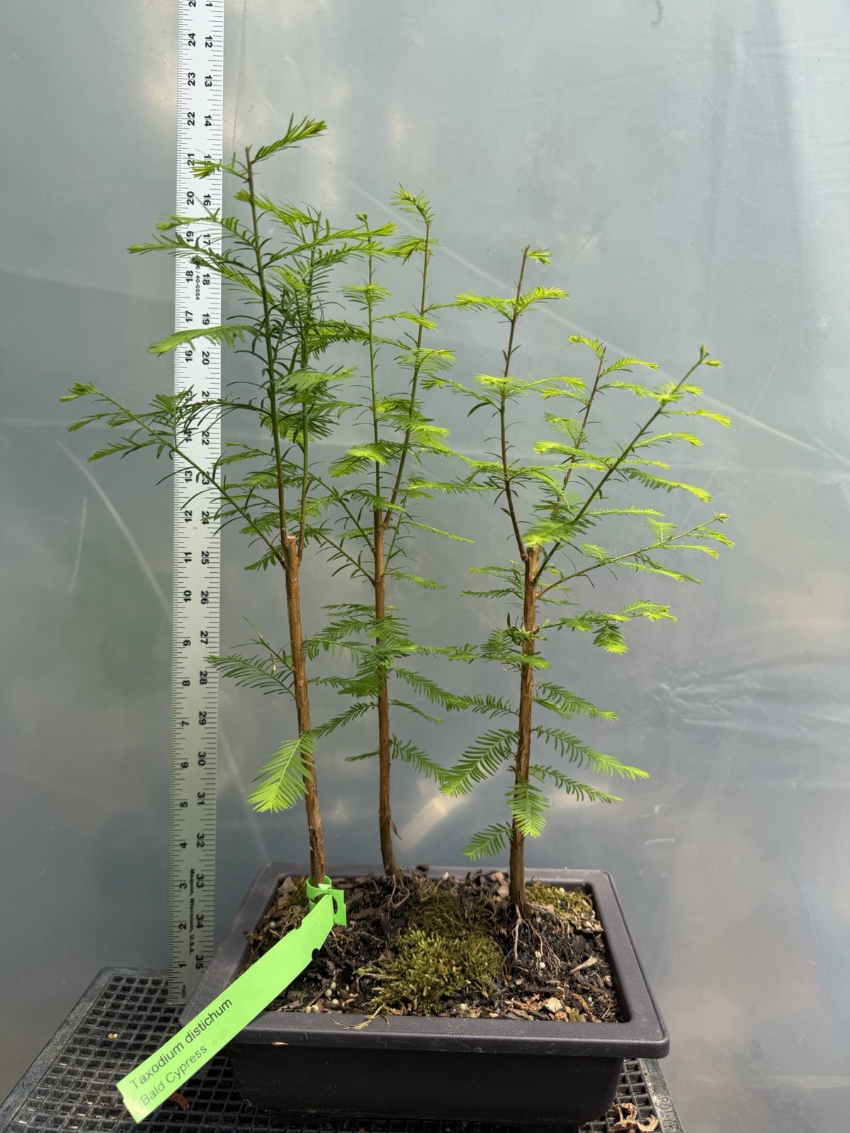 3 Tree Bald Cypress - Bonsai gallery