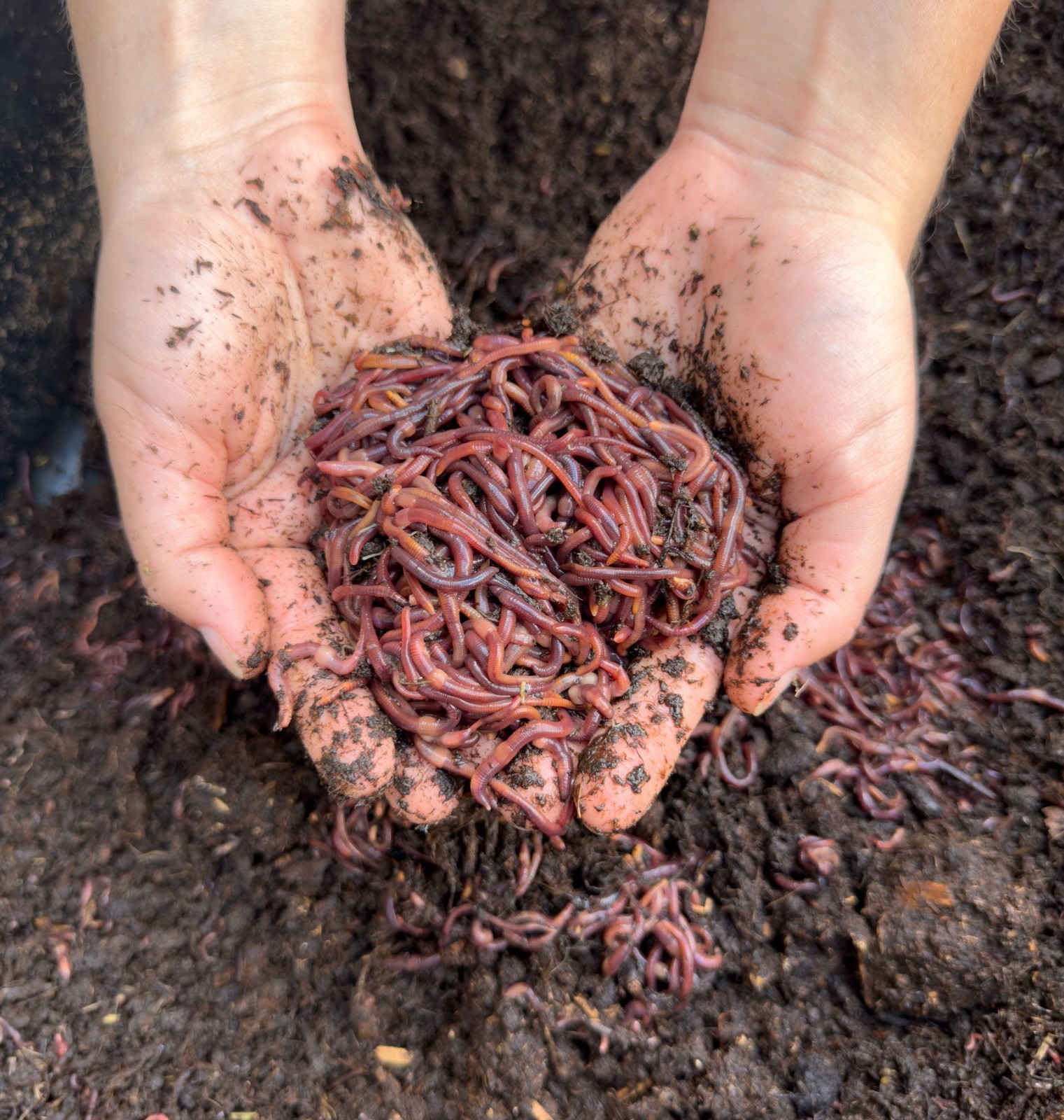 1/2 Pound (100+) Live Red Wigglers Healthy Composting Bait Worms Fast Free Ship gallery