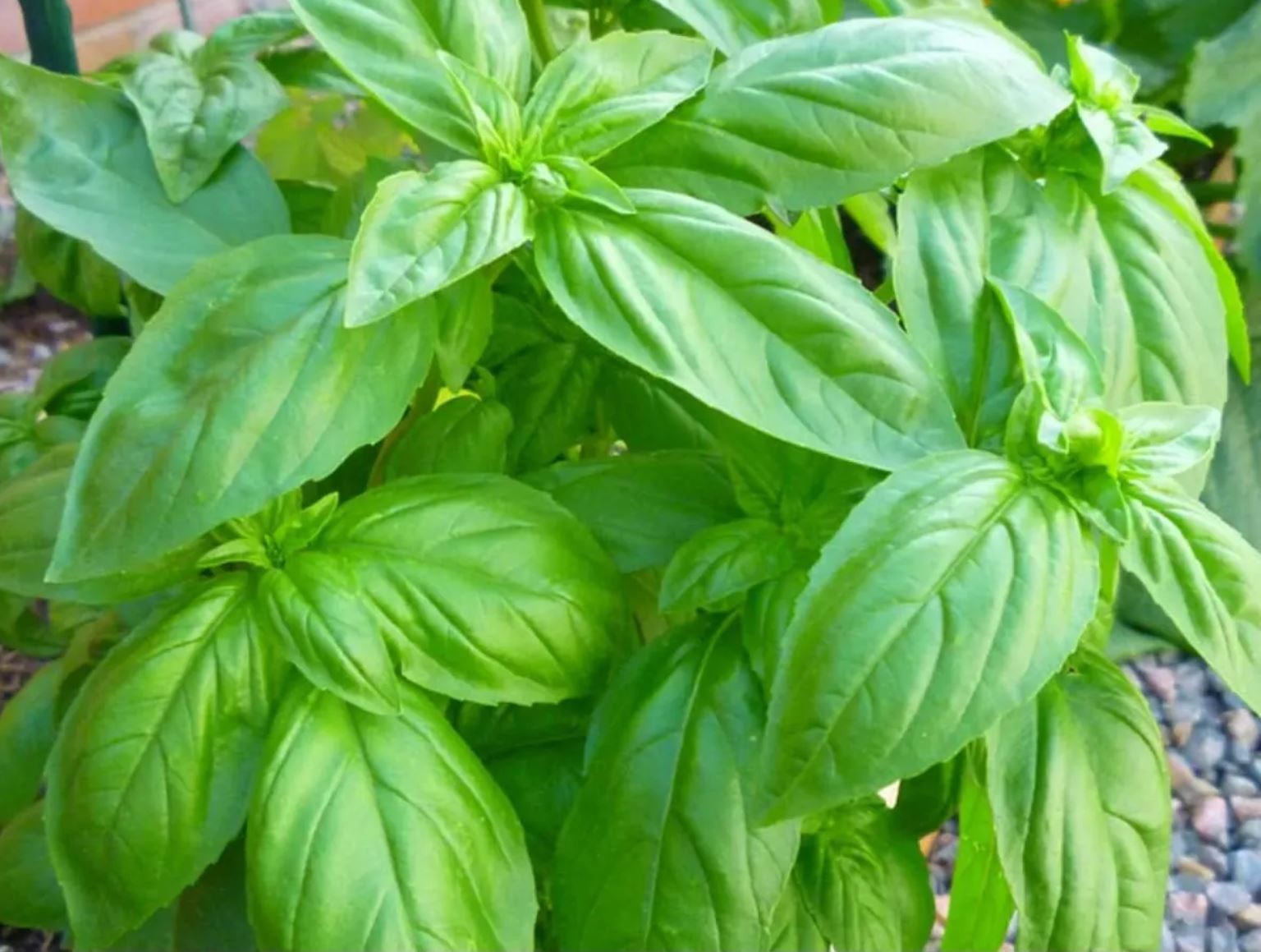 2,000 Genovese Basil Seeds - Heirloom - Classic Sweet Italian Cooking Herb gallery