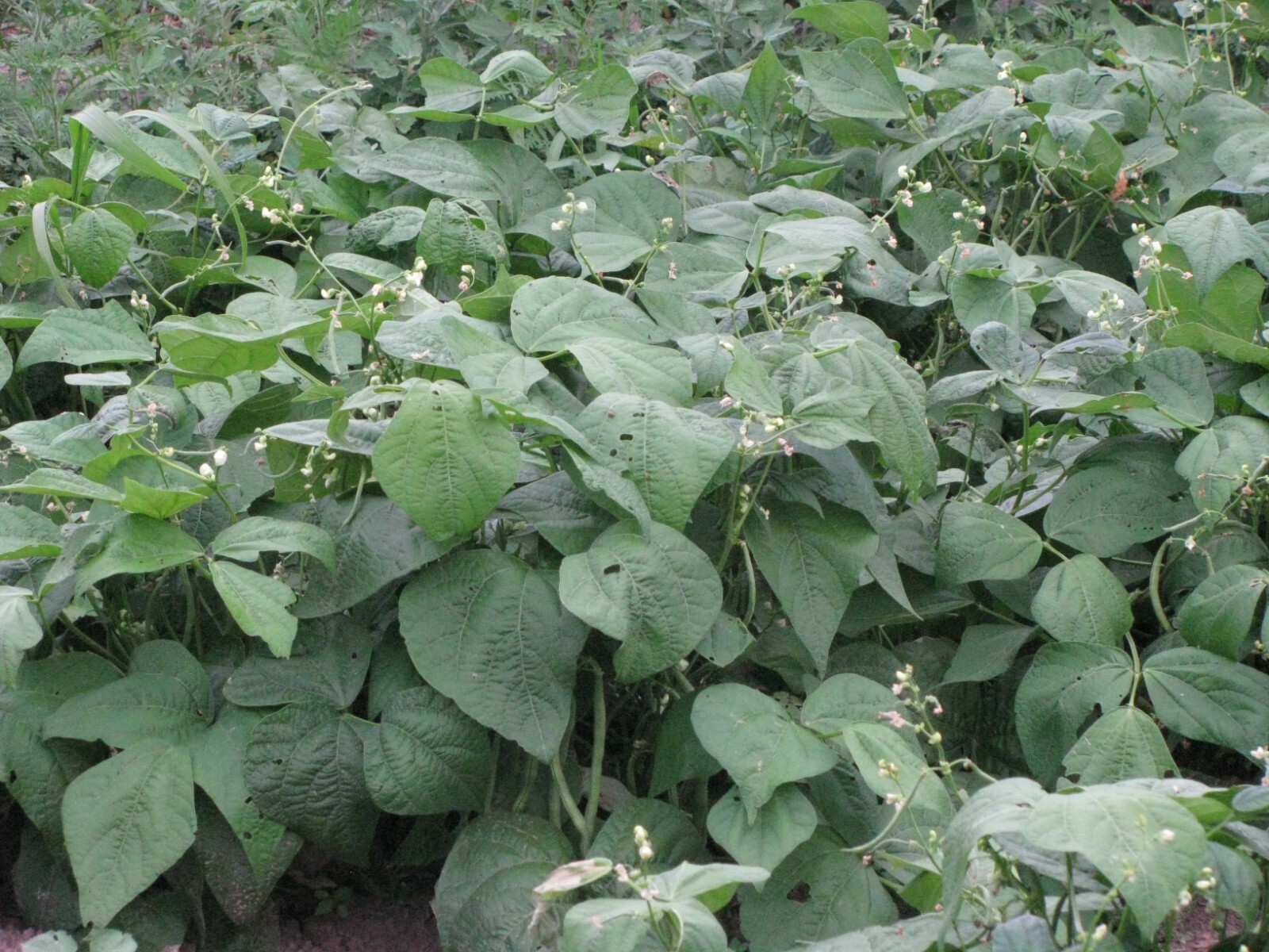 JADE SNAP BUSH BEAN 100+ SEEDS gallery