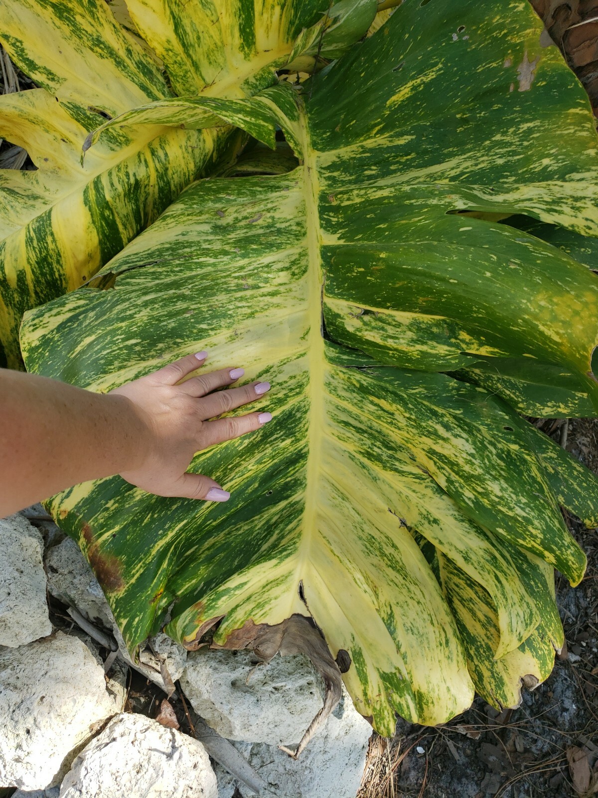 GIANT Variegated Golden Pothos Climbing hawaiian 3 node rooted cutting gallery