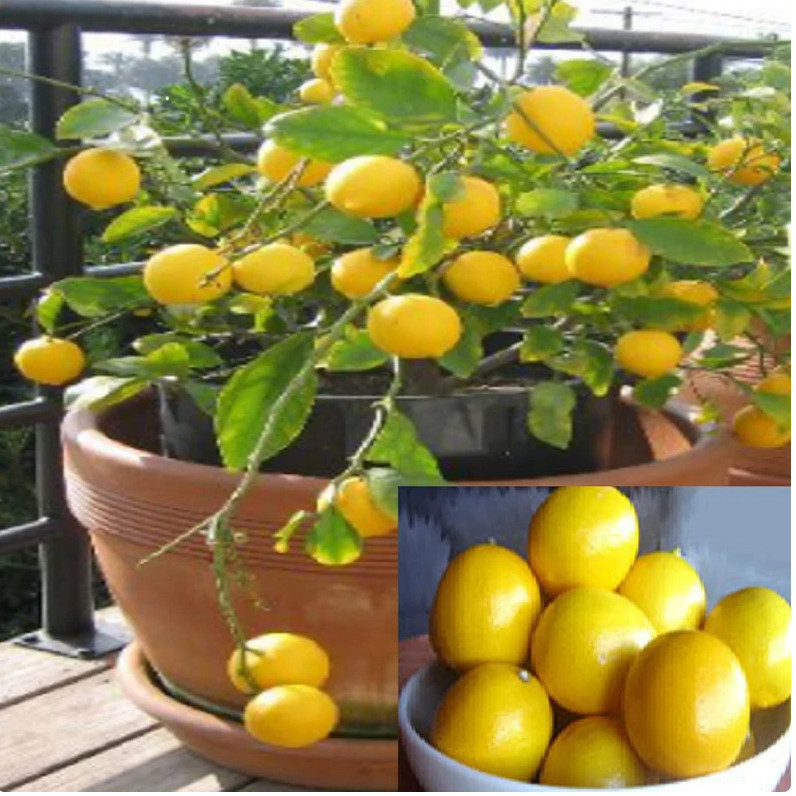 RARE-DWARF MEYER LEMON FRUIT PLANT (5 SEEDS ) -Combined Shipping (USA seller) gallery