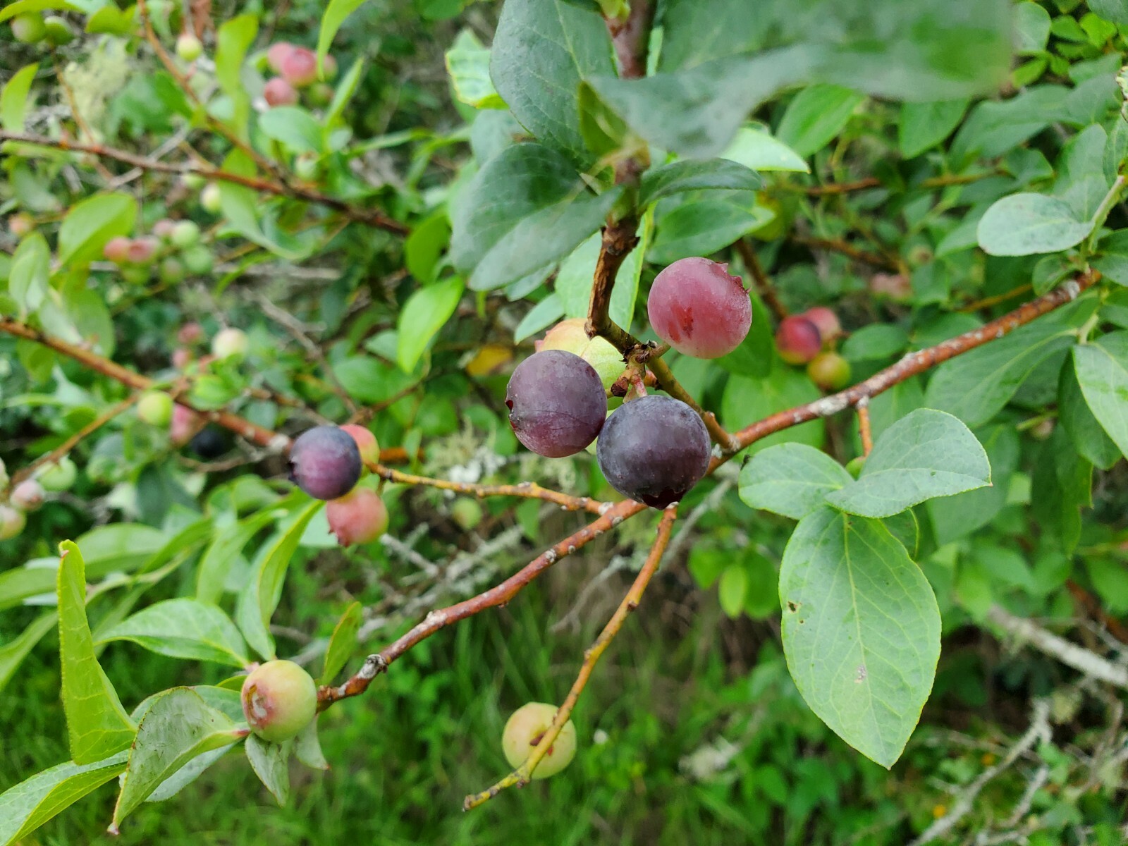 75 FLORIDA RABBITEYE Blueberry Seeds rabbit eye blue berry vaccinium virgatum gallery