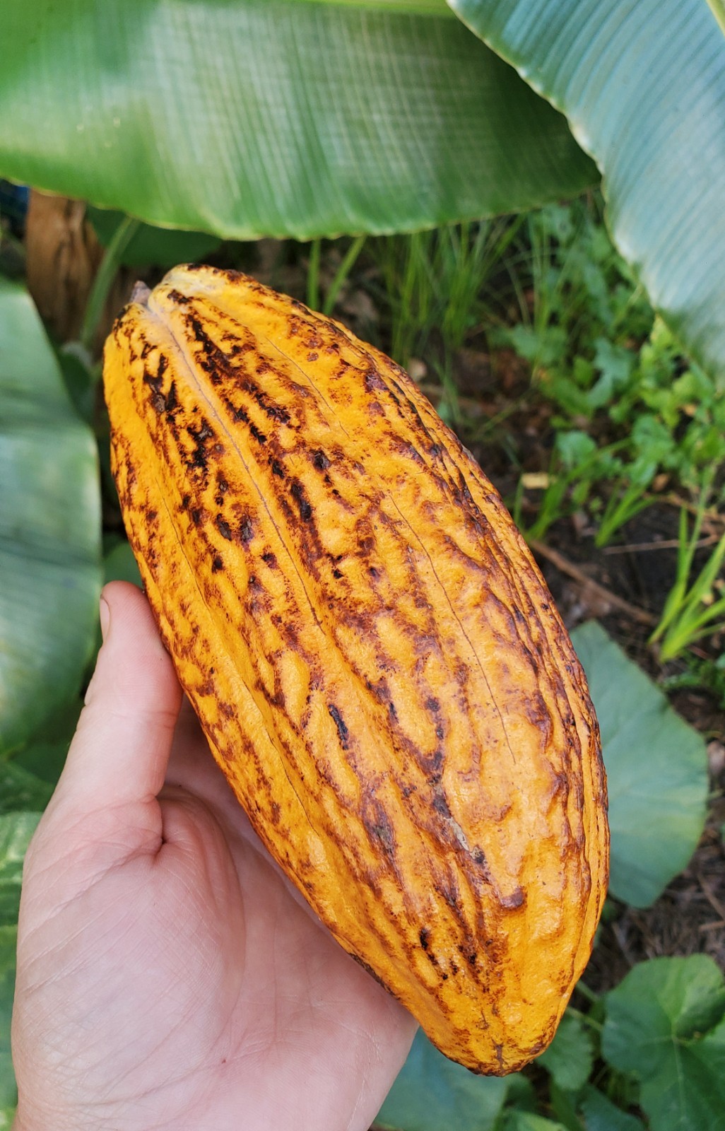 2x Yellow Cacao Plants (Forastero Cacao) – Well-Rooted | Beyond Organic gallery