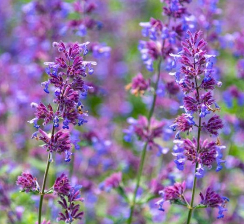 1000+ Catnip Seeds **Fresh Seeds** ~~Free Shipping~~ gallery