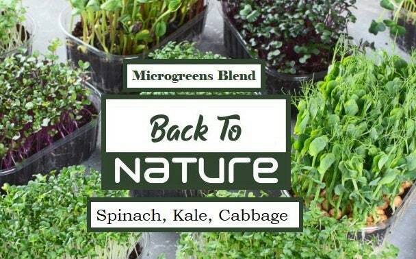 Spinach, Kale, Cabbage Microgreen Seed Blend - Organic Seeds - Non Gmo