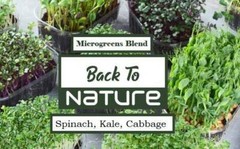 Spinach, Kale, Cabbage Microgreen Seed Blend – Organic Seeds – Non Gmo