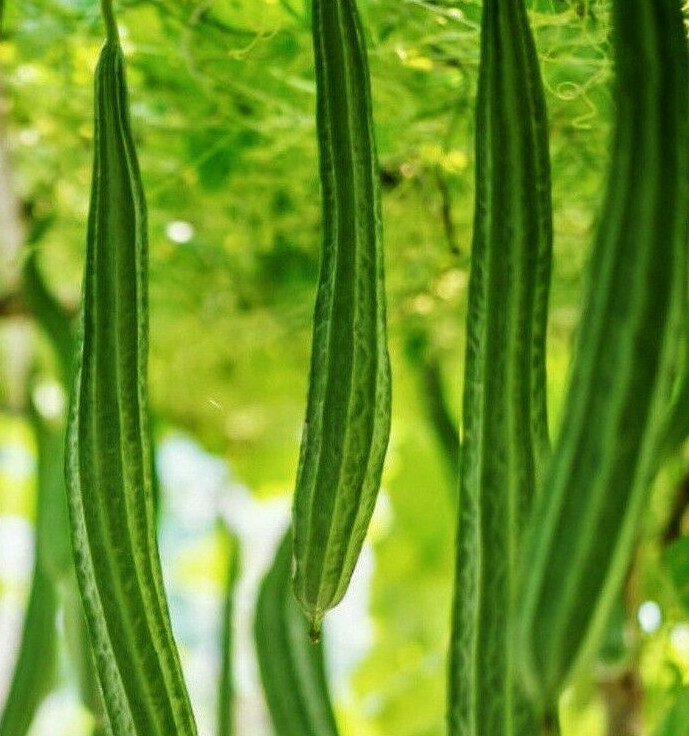 Bonanza Angled Luffa Gourd Seeds |Long Asian Okra Loofah Loofa Bitter Melon 2023 gallery
