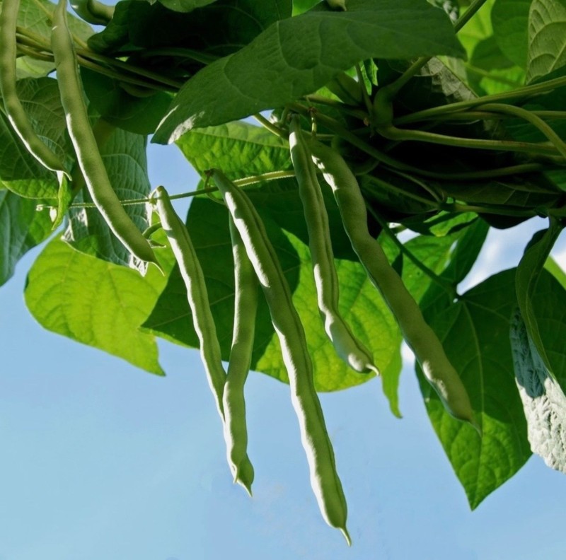 Blue Lake Stringless Pole Bean - Fresh Seeds - Non-GMO Heirloom 🇺🇸 USA Seller gallery