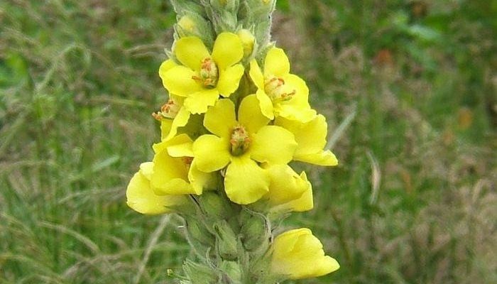 Mullein Seeds, Verbascum Thapsus, Common Mullein, 4,000+ seeds. gallery