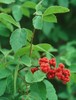 FRAGRANT LEMON SUMAC Rhus Aromatica - 20 SEEDS. FREE S&H gallery