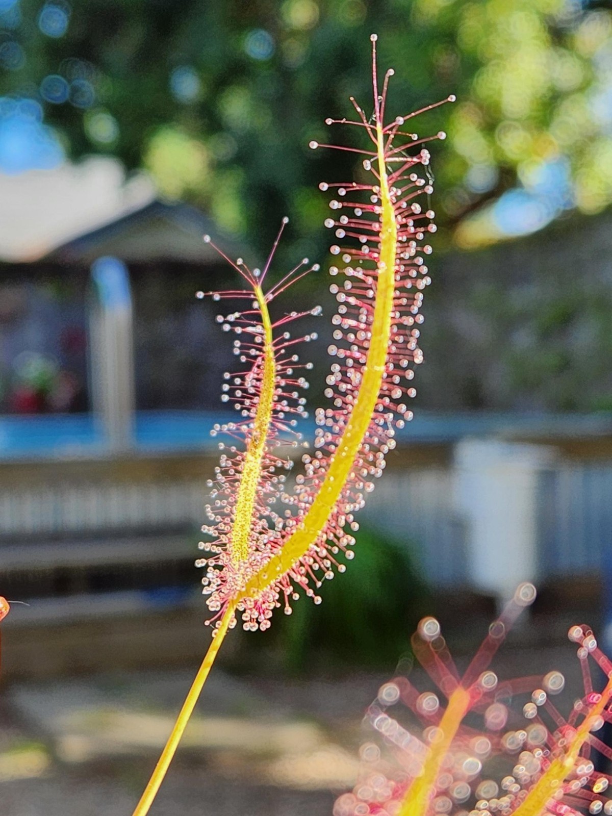 CARNIVOROUS PLANT 4 PACK- LIVE-SBCI (Sundews) gallery