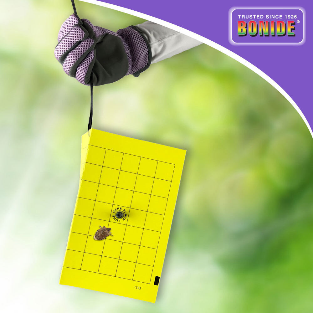 Stink Bug Trap -3 Disposable Traps -Use Indoors or Outdoors -Lasts up to 4 Weeks gallery