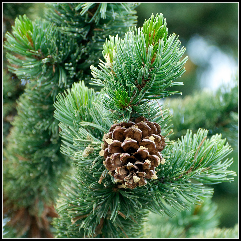 Bristlecone Pine, Pinus aristata, Tree Seeds (Evergreen, Bonsai) gallery