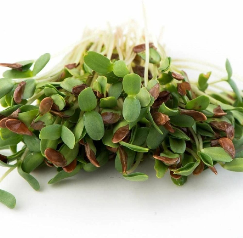 Flax Seeds for Sprouting Microgreens, A Rich Source of Vitamins and Minerals. gallery
