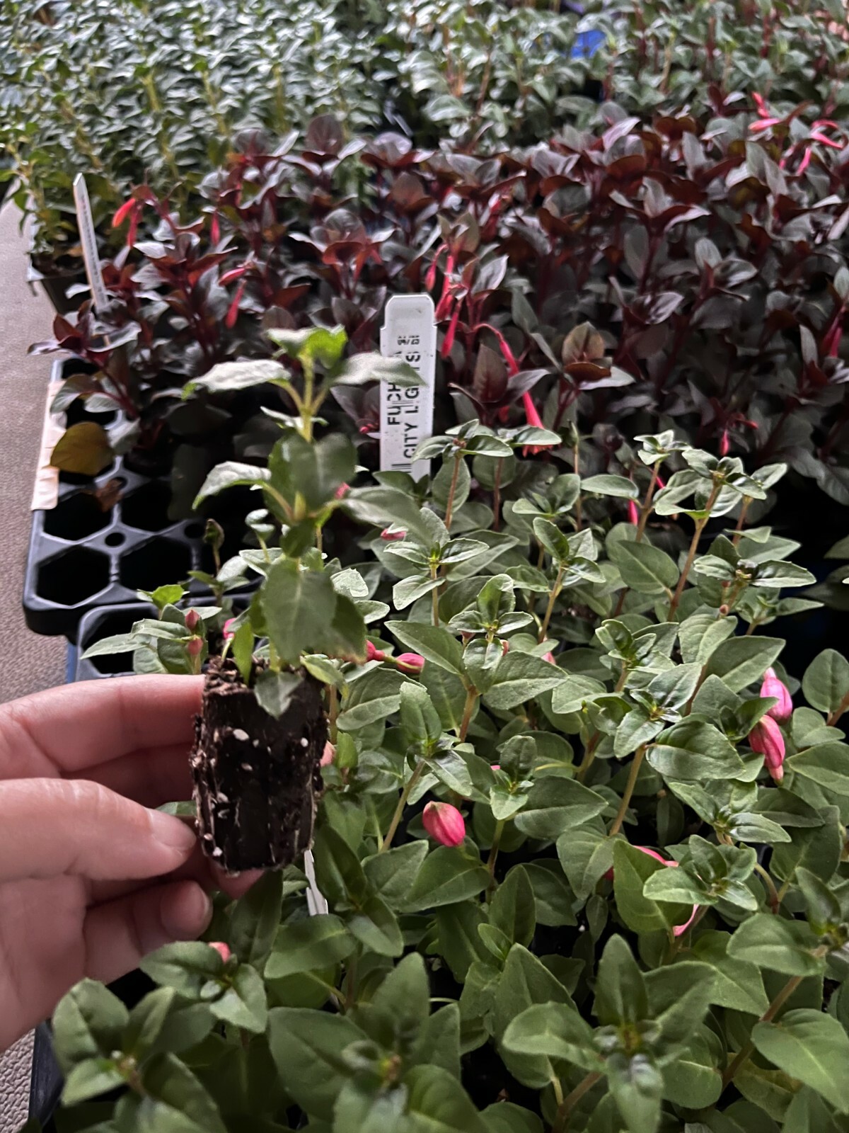 Fuchsia Live Plant, Well-Rooted Plug, Healthy Starter Plants For SALE gallery