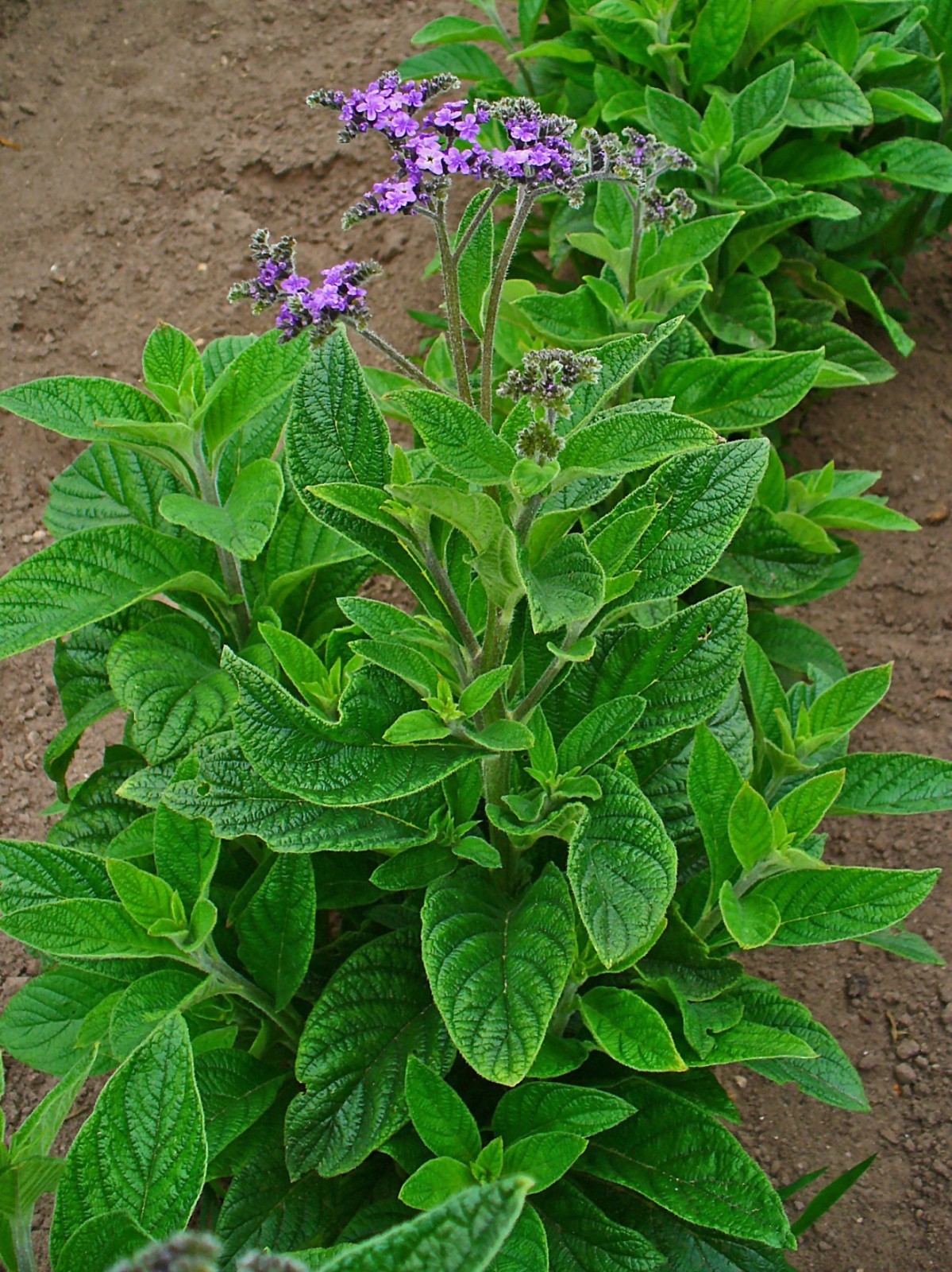 150 Heliotrope Seeds - Heliotropium arborescens - Medicinal and Aromatic gallery