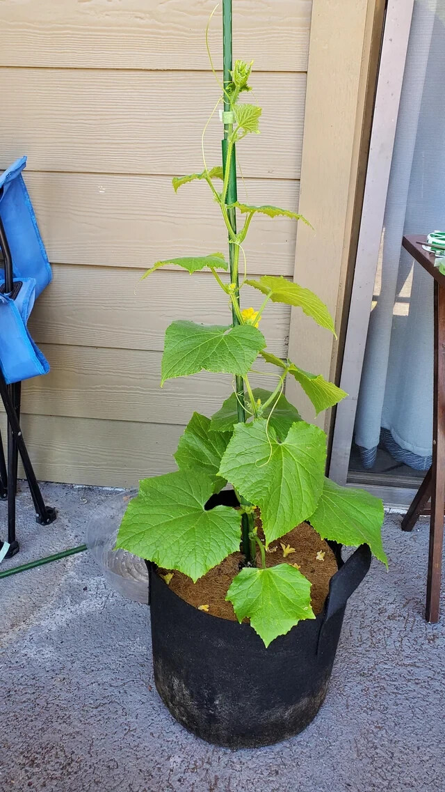 35 SPACEMASTER CUCUMBER SEEDS ~ heirloomseedguy ~ NON-GMO ~ 2026 gallery