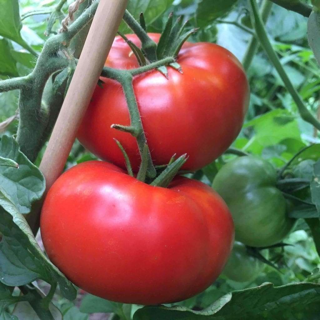 Delicious Tomato Seeds 100 Ct Vegetable WORLD RECORD NON-GMO US FREE SHIPPING gallery